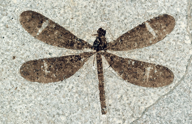 Tynskysagrion brookeae damselfly fossil with white markings near the tips of the dark wings