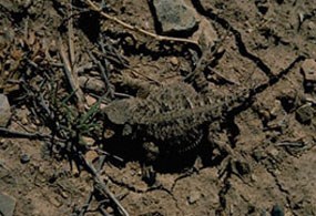 Short-horned lizards are well camouflaged. Short-horned lizards are well camouflaged.