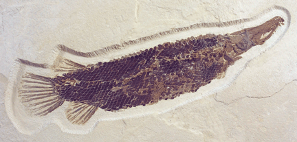 long fish with diamond shape scales covering entire body