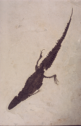 small alligator-like fossil