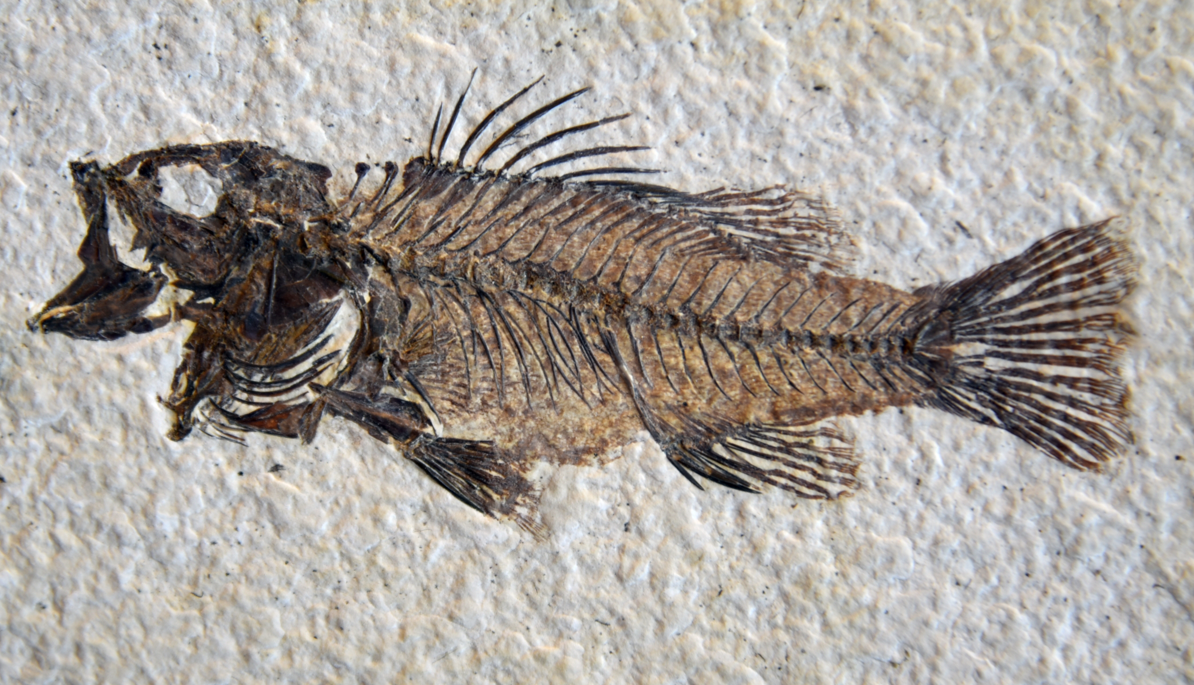 Fossil Fish - Fossil Butte National Monument (U.S. National Park