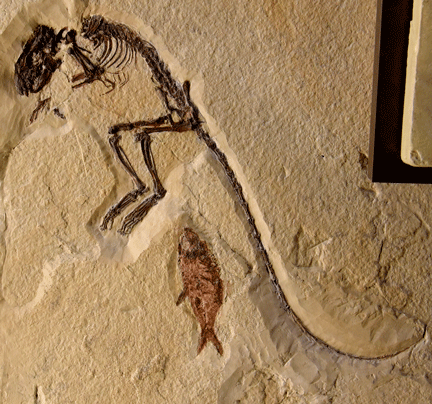 monkey like skeleton with short front limbs and long hind limbs, long tail, fish skeleton underneath