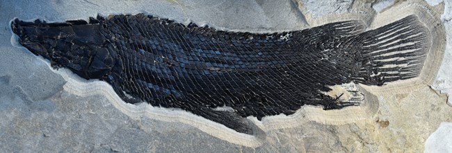 Fossil gar with glossy diamond-shaped scales facing left.