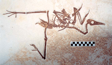 complete bird fossil, legs spread, small ruler underneath