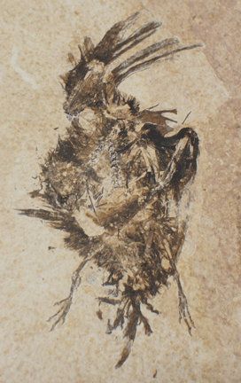 diarticulated bird fossil covered in preserved feathers