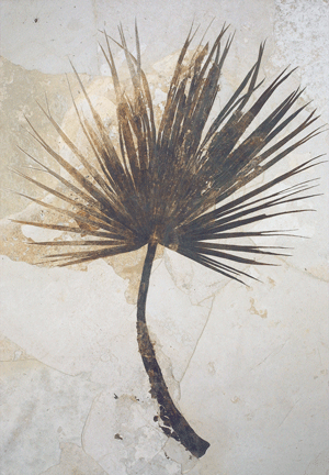 palm frond with stem fossil