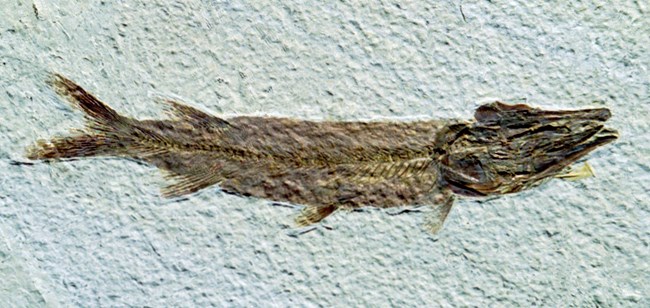 A long, thin red-brown fish fossil with a forked tail and a darker head.