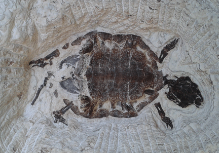 small turtle fossil, small bottom portion missing