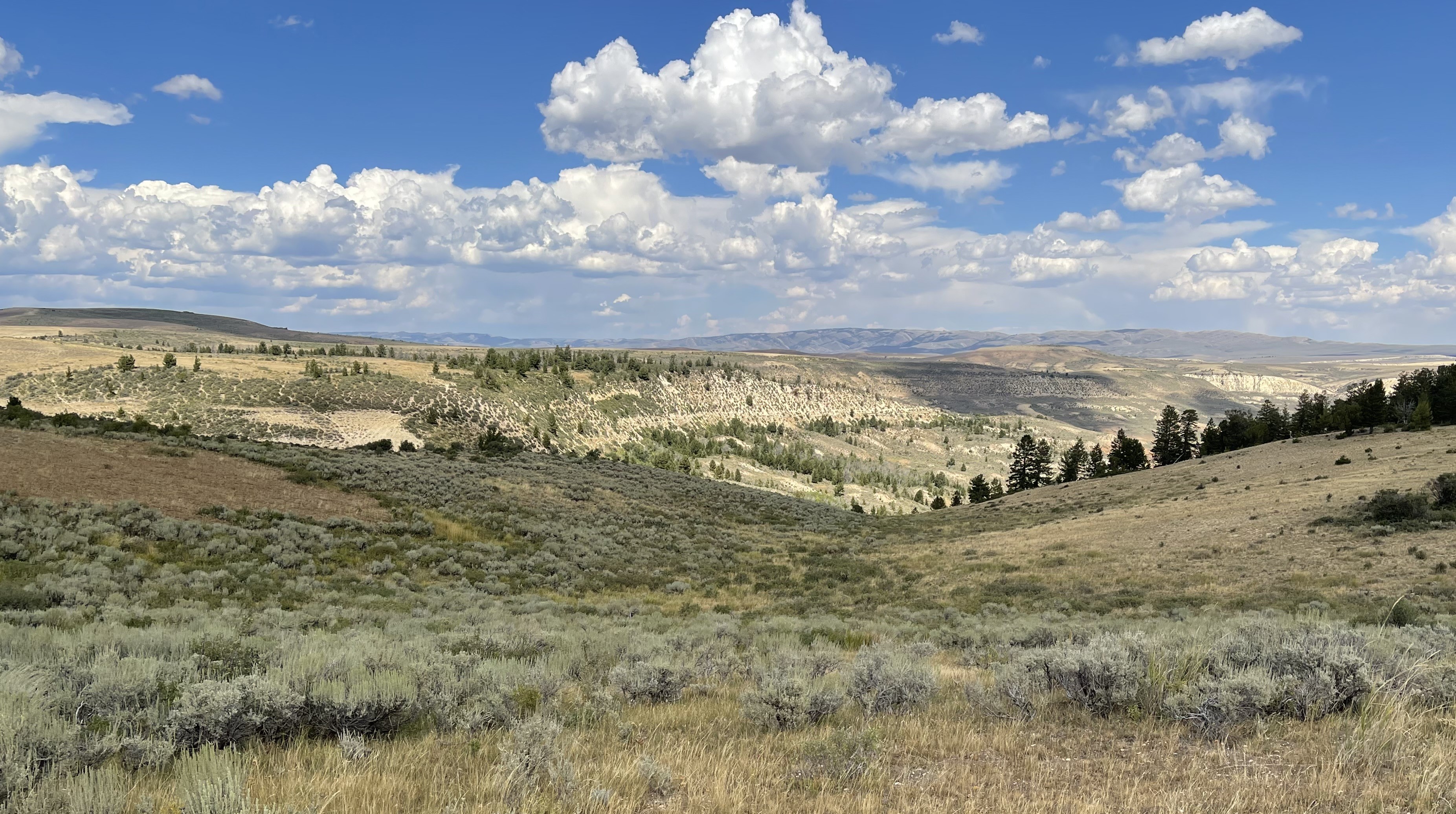 sagebrush_4.JPG?maxwidth\u003d650\u0026autorotate\u003dfalse