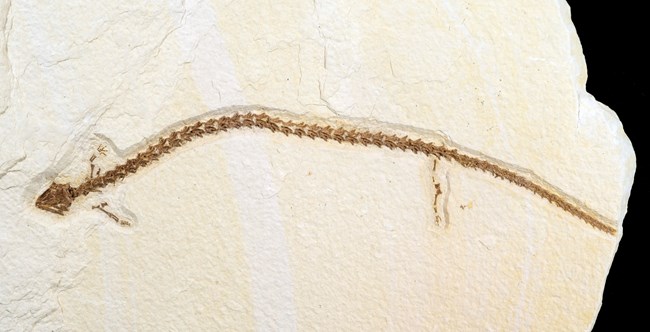 Paleoamphiuma tetradactylus fossil salamander with tiny fore and hindlimbs visible. It is missing a hindlimb. From Green River Formation.