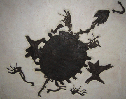 Axestemys sp. turtle fossil from Green River Formation, disarticulated, feet not attached