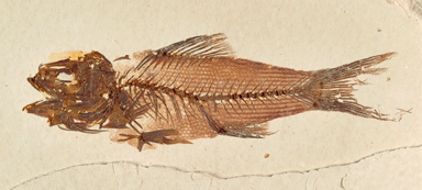 small fish with opened sucker mouth and forked tail