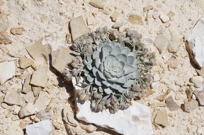 Triangular-leafed succulent plant with bulbous fruit extending from stems from the base.