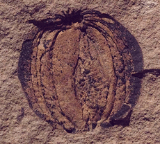 circular seed with visible vertical veins