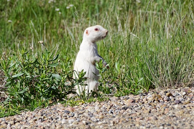 An albino prairie dog with red eyes stands looking right amid grass and gravel.