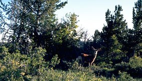 Mixed timber provides habitat for a variety of wildlife including mule deer. Mixed timber provides habitat for a variety of wildlife including mule deer.