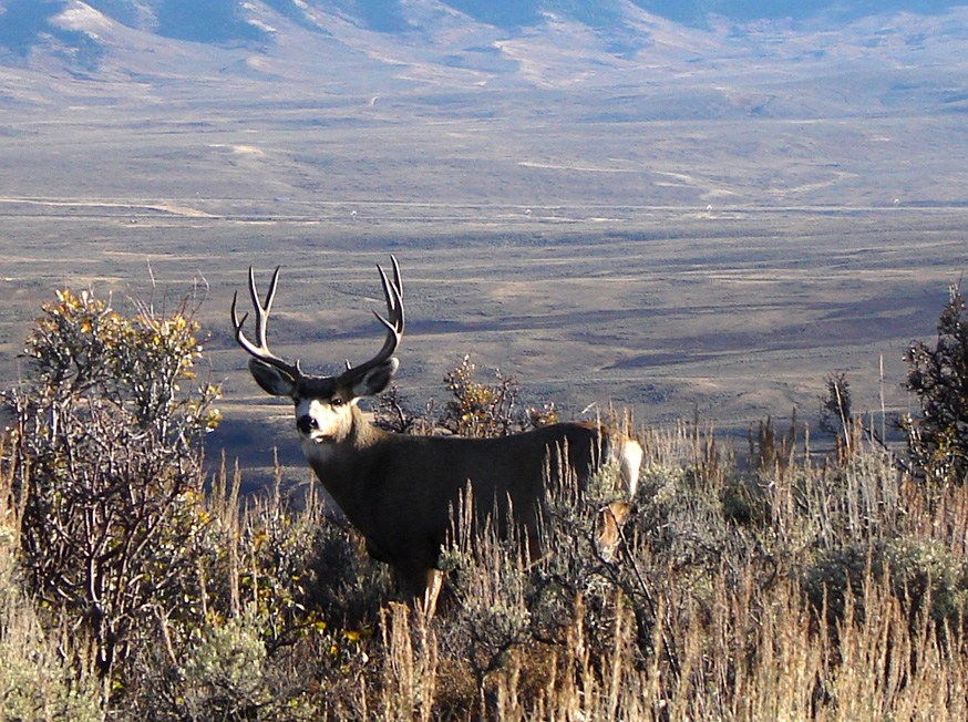 Mule deer buck in sagebrush habitat