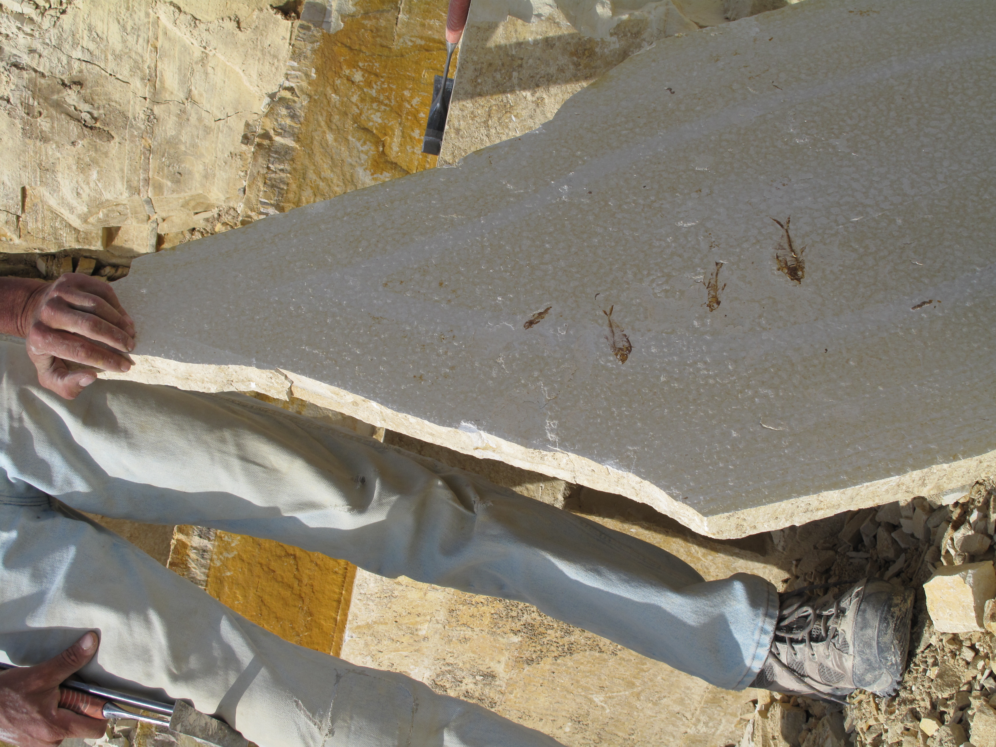 Quarrier with fossil fish on a slab A person visible from the waist down props up a slab of rock with 4 fossil fish on it. The person is holding a hammer, is covered in dust, and there are several levels of rock wall behind.