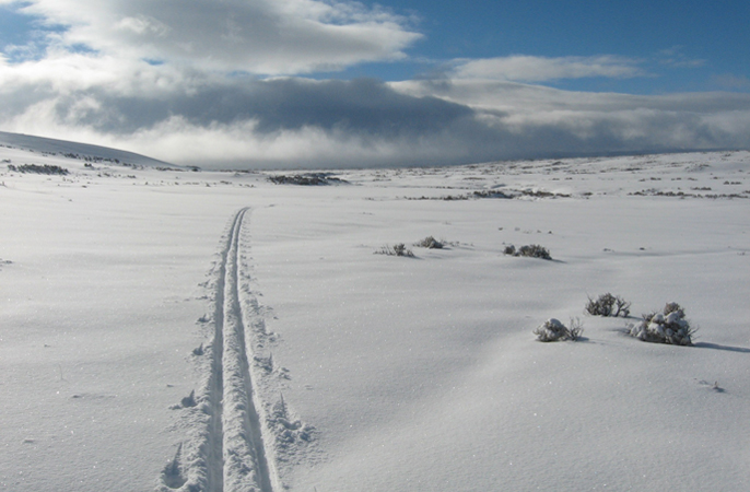 cross-country ski tracks in snow