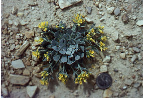 Tufted twinpod in bloom