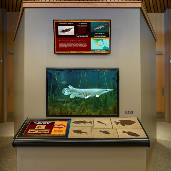 A look inside a virtual aquarium with a gar fish swimming past.  Above is a screen that provides information about the fossil fish. Below is a control panel where fossil replicas can be touched and a touch screen allows for additional choices.