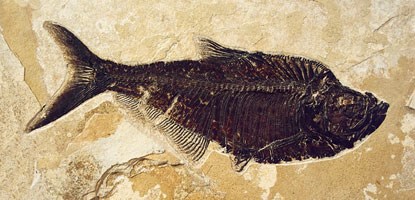 diplomystus dentatus diplomystus dentatus