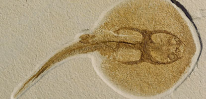 Asterotrygon maloneyi Asterotrygon maloneyi