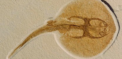 a fossilized freshwater stingray on display in the visitor center a fossilized freshwater stingray on display in the visitor center