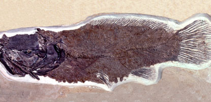 Amia pattersoni Amia pattersoni