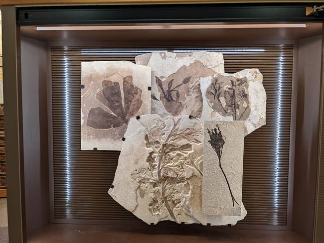 5 fossil plants in an exhibit case. 3 leaf structures, one with seeds on a stem, and one with a stem and curly branches coming off.