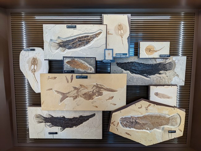 11 fishes in an exhibit including 3 stingrays and 3 gars with scales visible.