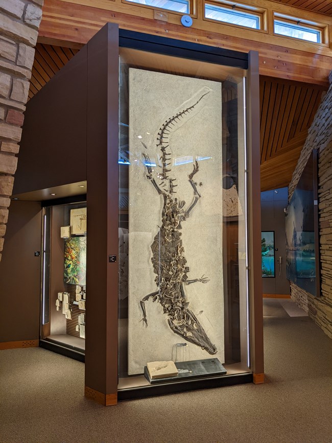 An alligator-looking fossil facing down in a tall, thin case. Fossilized poop is at the bottom of the case.