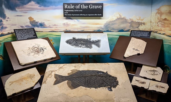 Exhibit titled rule of the grave with a definition of taphonomy as the study of processes affecting an organism after death. The exhibit shows 8 fishes in various stages of completeness. Some fishes are completely exploded.