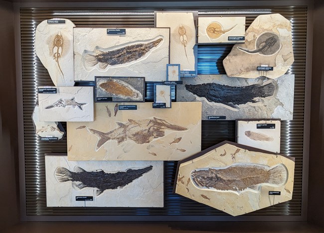 15 fossil fishes in an exhibit with 6 stingrays, 3 gars, 3 paddlefish, and 3 bowfins.