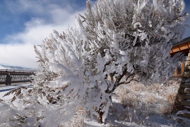 Snow on a sagebrush bush next to a building.