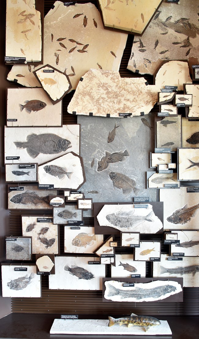 Over 50 fossil fishes on display. There is a model fish on top of a rock at the bottom of the case.