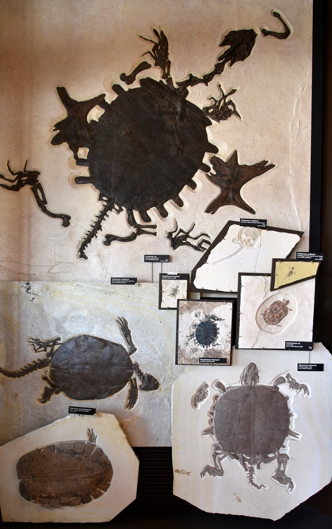 Exhibit with 9 fossil turtles from very large to very small. Several turtles have very long tails.