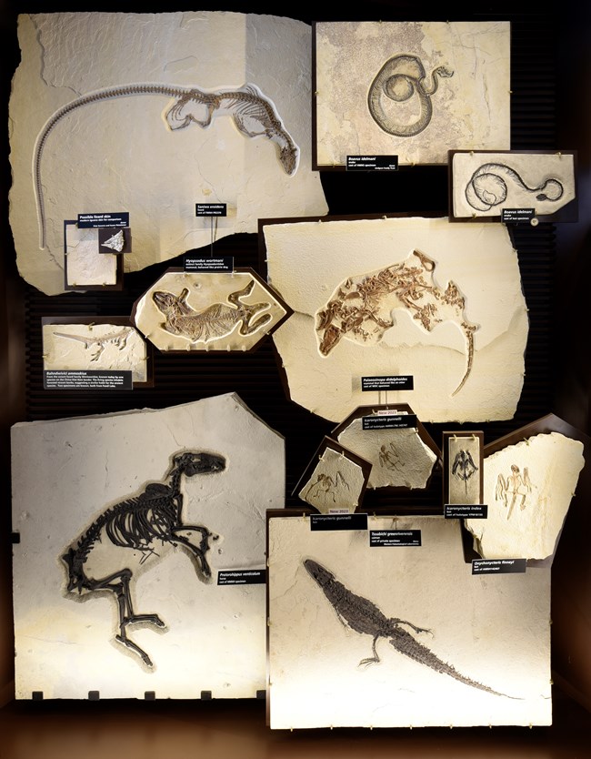 exhibit with 13 mammals and reptile fossils including a lizard, caiman, horse, snakes, and bats