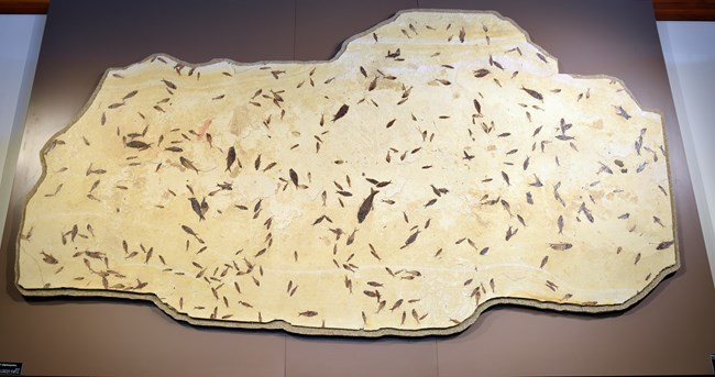 An irregular square slab of rock with hundreds of small herring-like fish on it.