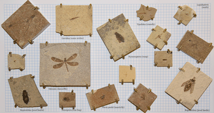 16 fossil insects on various sized rocks. There is a damselfly, beetles, flies, and several others.