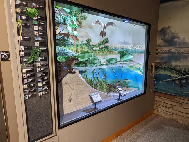 Diorama a shoreline showing above and underwater including a stingray, an otter, and a bird hovering. A guide to the plants and animals is to the left.