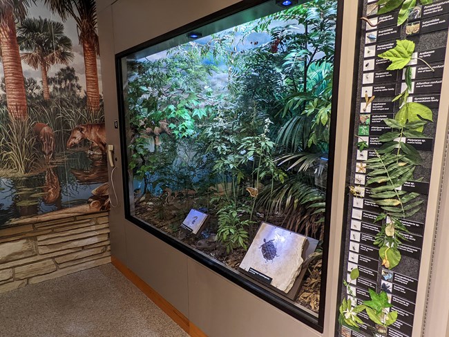 Diorama of a lush forest with 2 fossils at the front, a mural to the left, and examples of leaves and bugs on the right.