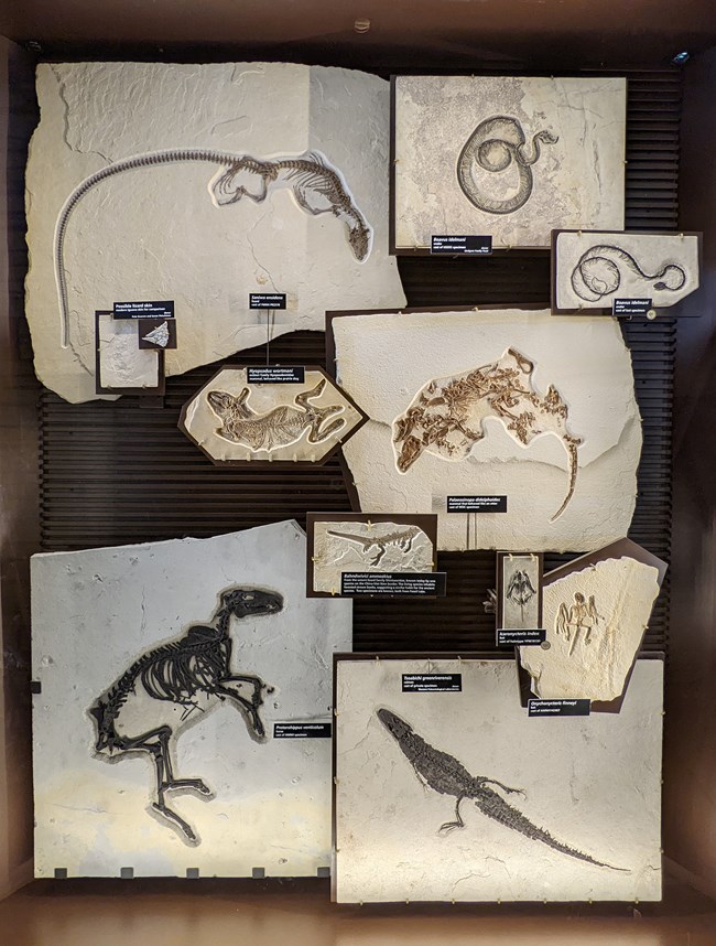 Exhibit with mammals and reptile fossils including a lizard, caiman, and several snakes.