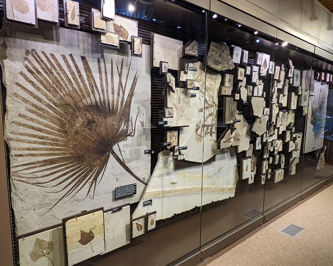 An exhibit of around 100 fossil plants. A palm frond is in the foreground on the left with the exhibit case spreading to the right at an angle.