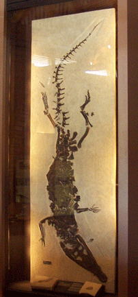 Crocodilian Fossil