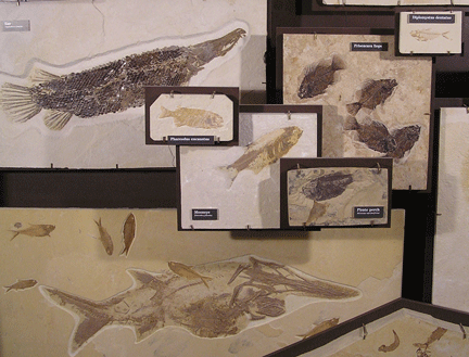 Fossil Fish Display