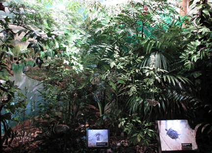 Diorama of forest
