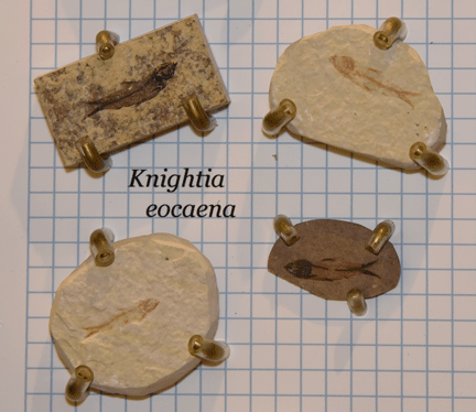 4 juvenile fossil fish on various sized and colored rocks. It is labeled Knightia eocaena.