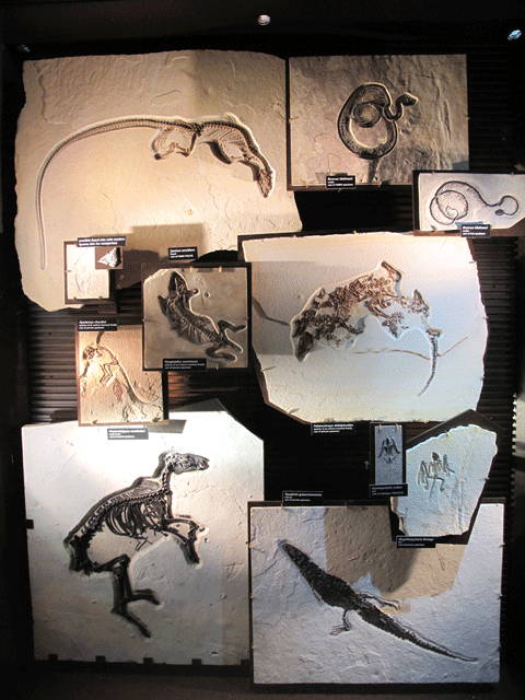 Mammal & Reptile Fossil Display