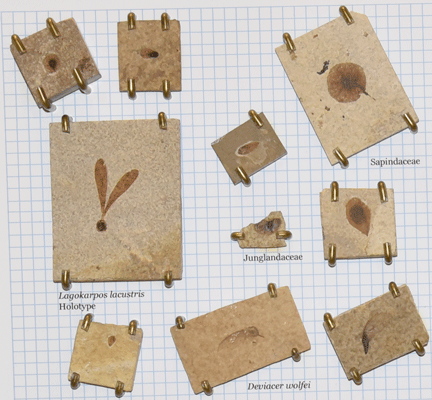 10 fossil seeds, some winged, on varying sizes of rock. One labeled Lagokarpos lacustris holotype. Another Deviacer wolfei. Another Sapindaceae. Another Juglandaceae.